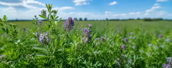 Alfalfa