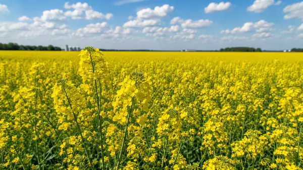 Canola