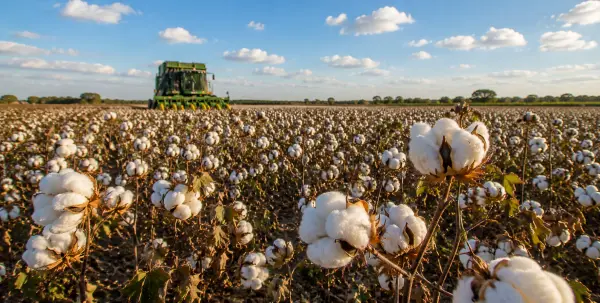 Cotton