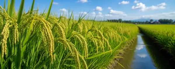 Rice