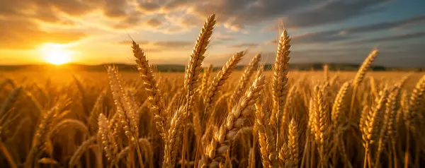 Wheat